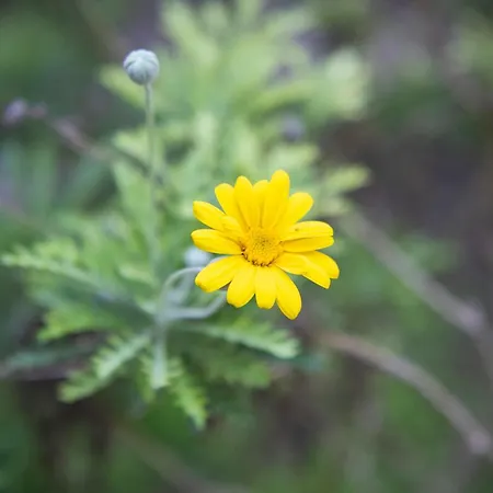 Residenza Leone Xiii מלון