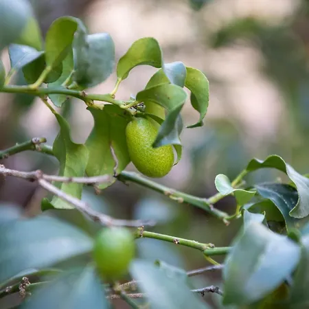 Residenza Leone Xiii מלון רומא