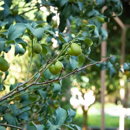 Residenza Leone Xiii רומא