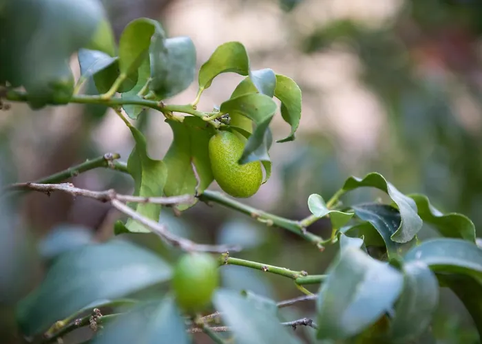 Residenza Leone Xiii Hotel Rome