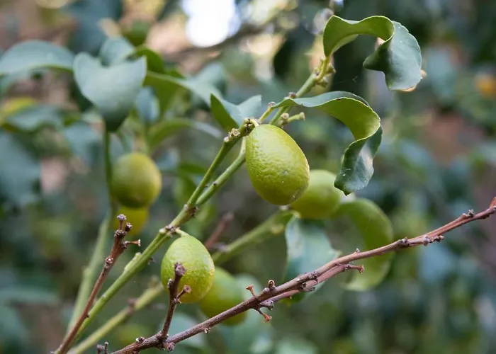 Hotel Residenza Leone Xiii Rome