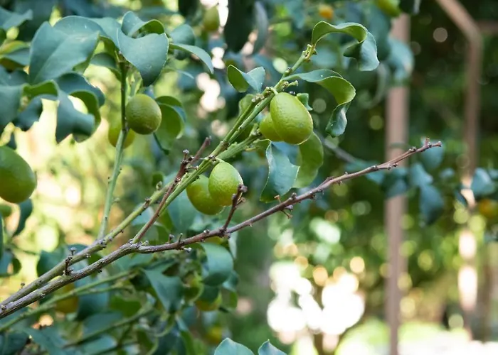 Residenza Leone Xiii Rome